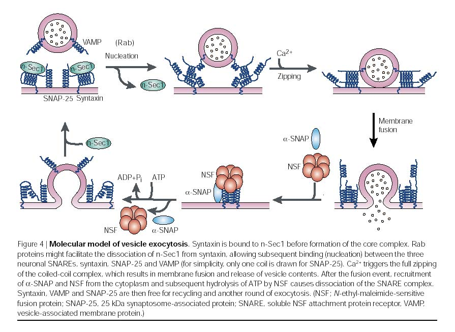 Exocytóza Fuse in the regulated secretory pathway is mediated by SNAREs and controlled by elevations in cytoplasmic Ca 2+.