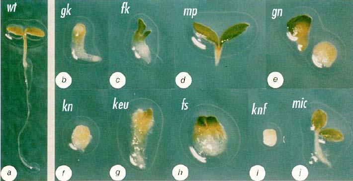 Když něco nefunguje V řízení ranných stádií embryogeneze rostlin hrají důležitou úlohu regulátory buněčné morfogeneze sekretorická dráha a cytoskelet.