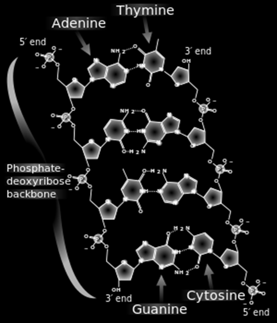 Struktura DNA