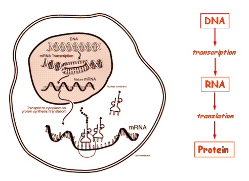 Centrální dogma molekulární biologie http://www.ncbi.nlm.