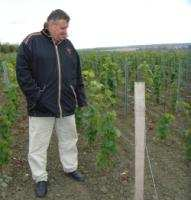 Systémy vinohradníctva 1. Prírodzené vinohradníctvo a vinárstvo 2. Konvenčné vinohradníctvo a vinárstvo, Konvenčný brutálny systém vinohradníctva a vinárstva 3.