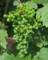 Dávkovanie prípravkov na ochranu viniča Možnosti zníženia dávok Do začiatku kvitnutia - BBCH 61 50% olistení možno použiť 50% dávky prípravku Aplikácia do zóny vegetácie základná dávka