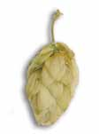 Odrůda Rubín se obsahem alfa a beta kyselin podobá odrůdě Premiant. Jedná se však o červeňák, jehož předností je mimořádná růstová vitalita.