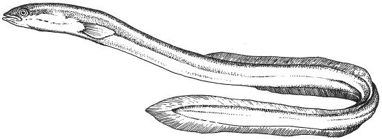 4. ryby ŠTIKOVITÉ štika obecná Ryba má protáhlé válcovité tělo s velkou hlavou a širokými ústy se silnými zuby. Hřbetní ploutev je posunutá k ocasu. Drobné hladké šupiny.
