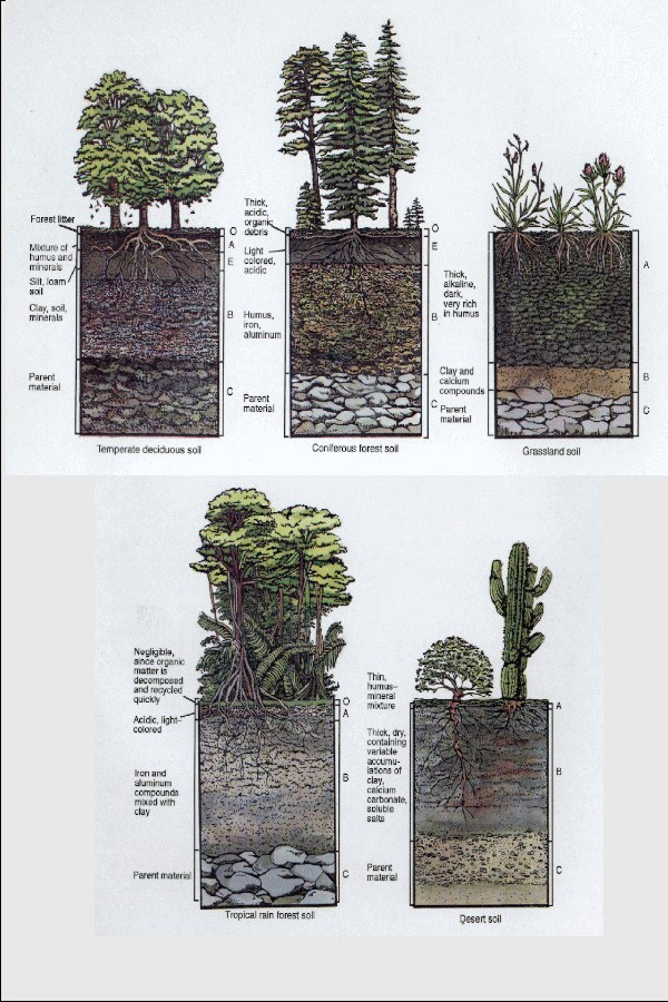 Červenožluté půdy tropických deštných lesů - rychlý rozklad biomasy - B horizont obsahuje (prvek s protonovým číslem 13) a (prvek