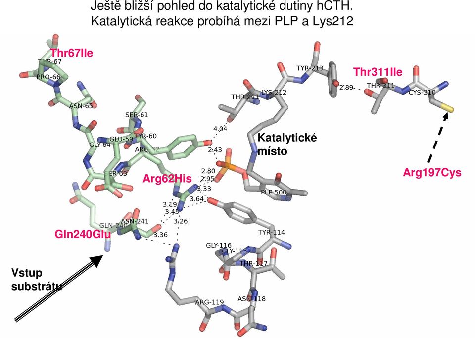 Lys212 Thr67Ile Thr311Ile Katalytické místo