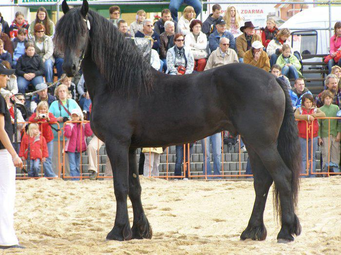 Pieter van Diphoorn Tento sedmiletý hřebec je po celou dobu v majetku Venduly Šponarové- Synkové a Jana Synka (Buráňová, 2012). Datum narození: 22. 4.