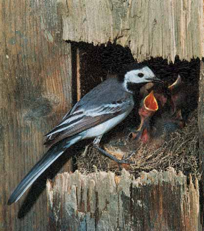 Ptáci krmiví a nekrmiví 13 Dravci se o svá mláďata intenzivně starají, dokud se ptáčata nenaučí létat a lovit. řídkým, nebo vůbec žádným prachovým peřím.