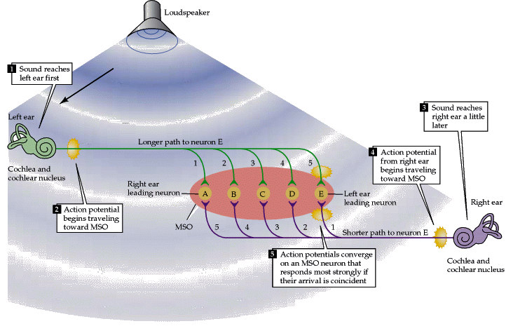 Nucleus olivaris superior medialis