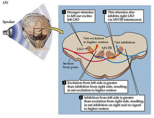 Nucleus olivaris superior lateralis