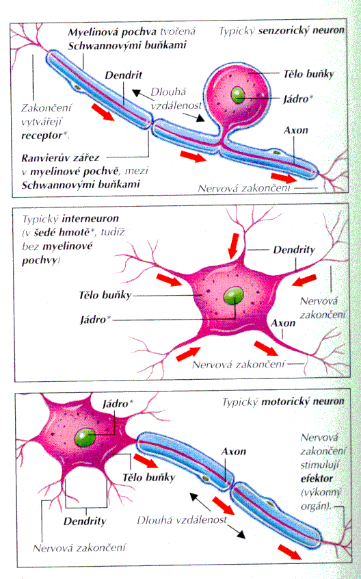 Nervová buňka Rozlišují se tři základní typy