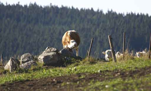 Foto na titulní straně: Vítězka ze skupiny českých krav předvedených na mezinárodní výstavě v Greinbachu. Chovatel Proagro Radešínská Svratka, a.s., otec Celebron RAD-171. Redakční rada: Ing.