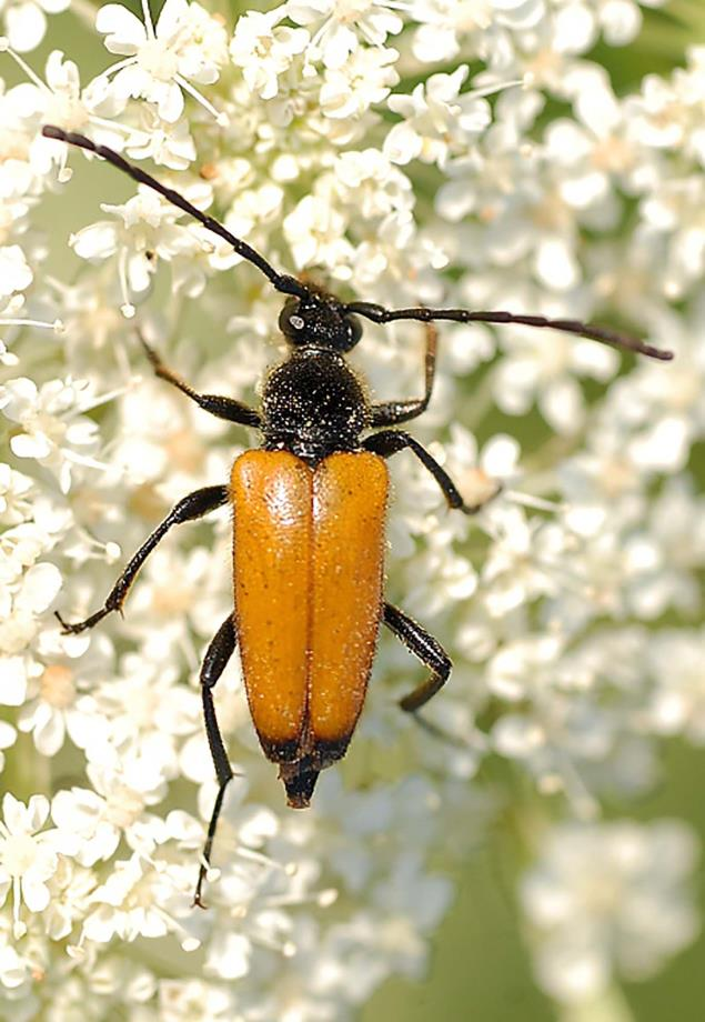 Obr. 2. Samec tesaříka Stictoleptura fulva (DeGeer, 1775) na květu Cirsium arvense, Seňa env., Kechnec, 21.VI.2015 (foto K. Ox). Fig. 2. The male of longhorn beetle Stictoleptura fulva (DeGeer, 1775) on a flower Cirsium arvense, Seňa env.