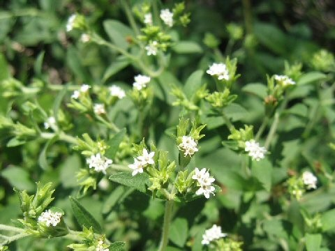 Asteraceae Stevia rebaudiana stevie Víceletá bylina Původ: