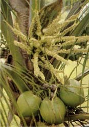 Arecaceae Cocos nucifera palma kokosová Palma: olej z kopry (sušený