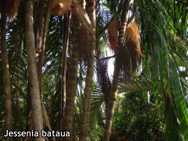 Arecaceae Jessenia bataua - ungurahua Strom, olej z mezokarpu