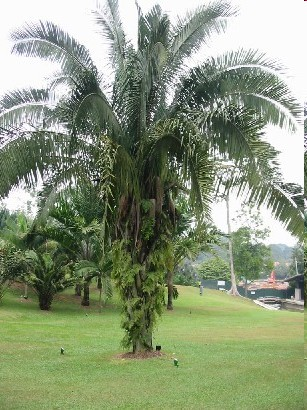 Arecaceae Orbignya Strom, olej z mezokarpu Původ: tropická Amerika (O. cohune, O.