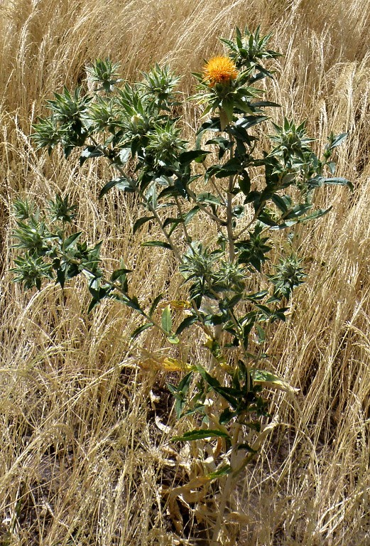 Asteraceae Carthamus tinctorius světlice barvířská Jednoletá bylina, olej z nažek