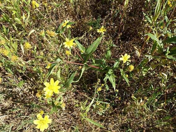 Asteraceae Guizotia abyssinica - mastňák Jednoletá bylina, olej z