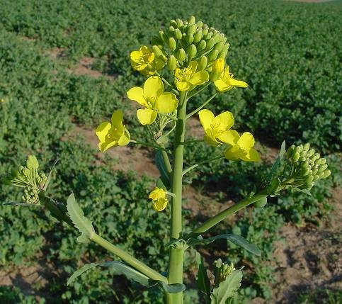 Brassicaceae Brassica napus var.