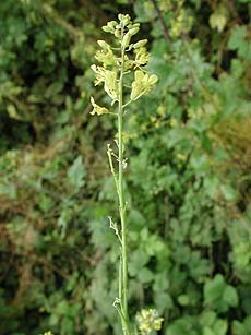 Brassicaceae Brassica nigra černohořčice Jednoletá bylina, olej