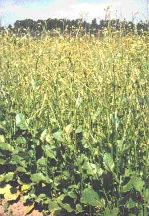 Brassicaceae Crambe abyssinica katrán habešský Jednoletá až vytrvalá bylina,