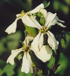 Brassicaceae Eruca sativa rukev setá Jednoletá bylina, olej ze