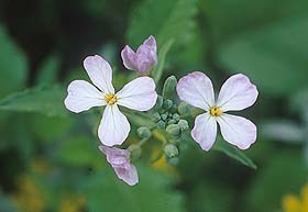 Brassicaceae Raphanus sativus var.