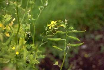 Brassicaceae Sinapis alba hořčice bílá Jednoletá bylina Původ: snad v.