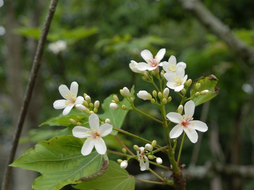 Euphorbiaceae Aleurites tungovník Stromy, olej ze semen Původ: jv.