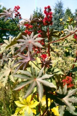 Euphorbiaceae Ricinus communis skočec Jednoletá až vytrvalá bylina, olej ze