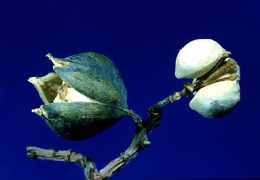 Euphorbiaceae Sapium sebiferum Strom, olej z mezokarpu (lůj) a semen