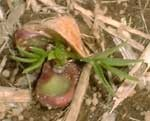 Fabaceae Arachis hypogea podzemnice olejná Jednoletá bylina, olej ze semen Původ: Jižní