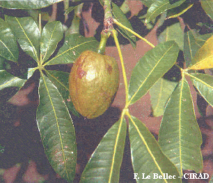 Malvaceae Bombacopsis glabra Menší strom, olej ze semen Původ: