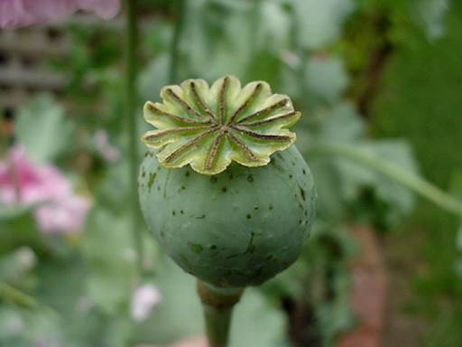 Papaveraceae Papaver somniferum Jednoletá bylina, olej ze semen Původ: Středozemí,