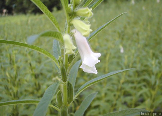 Pedaliaceae Sesamum indicum Jednoletá bylina, olej ze semen Původ: