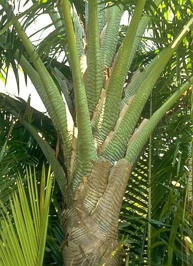 Arecaceae Metroxylon sagu ságovník Palma, kmen s měkkou dření Původ: