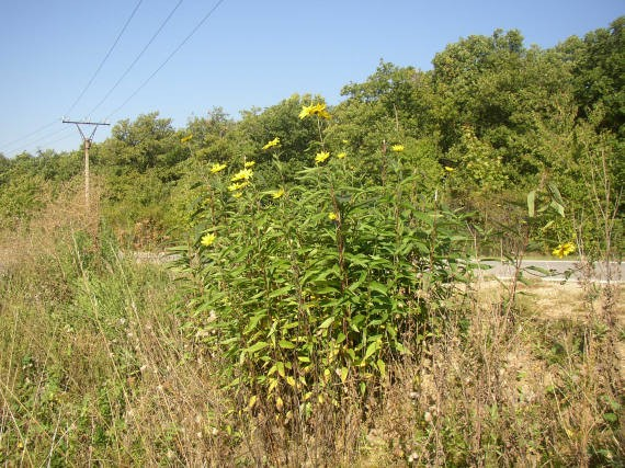 Asteraceae Helianthus tuberosus topinambur Vytrvalá bylina s oddenkovými