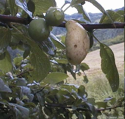 Taphrina deformans (kadeřavka broskvoňová) způsobuje kadeřavost listů broskvoní (zavlečena z Číny, dnes všude, kde se pěstují broskve) http://plante-doktor.dk/heksekoste.htm T. pruni (k.