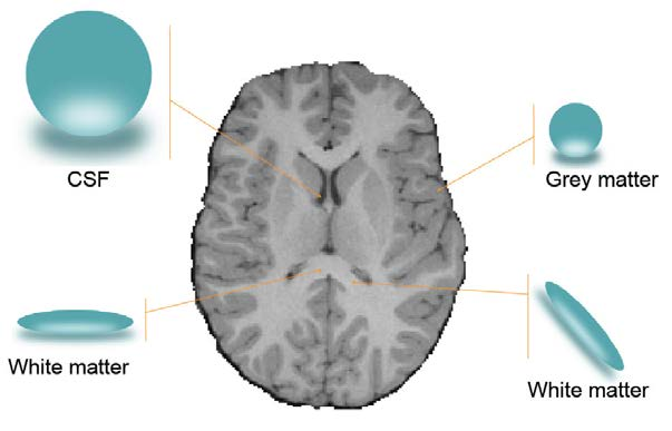 The diffusion