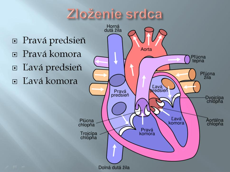 Prečo si učením precvičujeme mozog? (učebnica, str. 48-49) Nervová sústava človeka: riadi všetky deje, ktoré naše telo vykonáva.