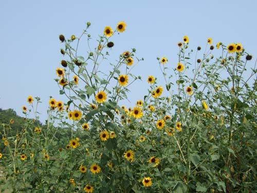 Homoplodní hybridi Helianthus X Helianthus