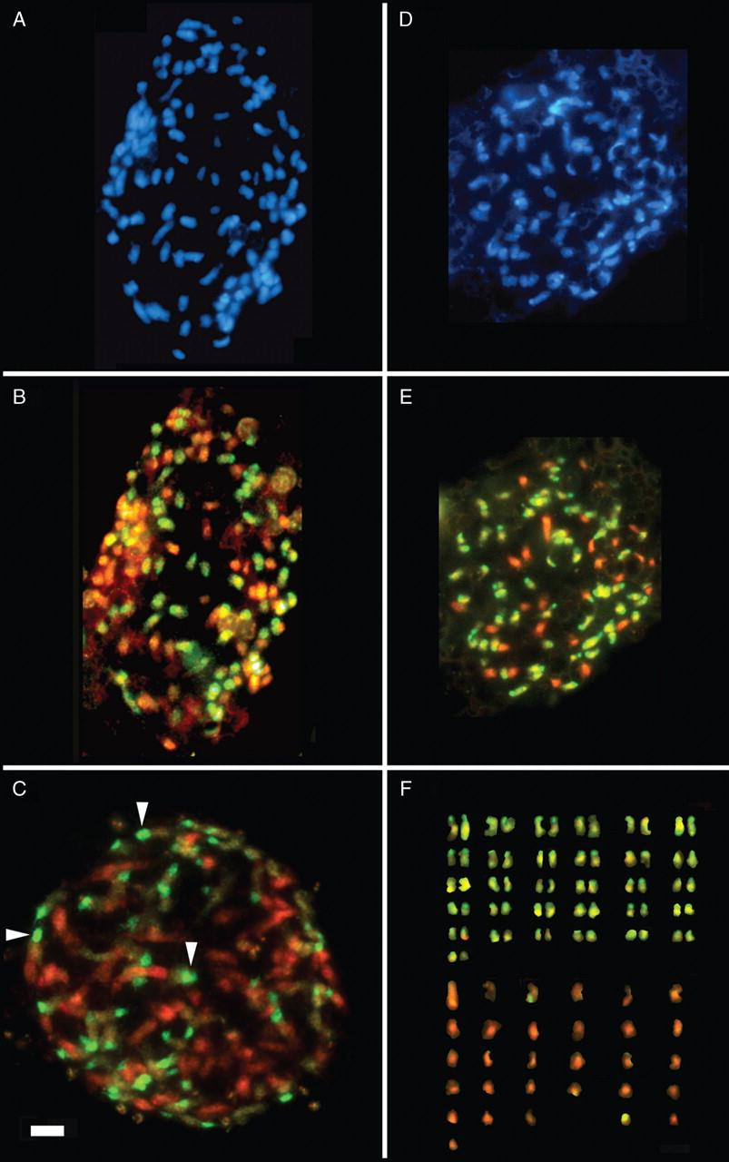 Flow cytometry and GISH reveal mixed ploidy populations and Spartina nonaploids with genomes of S. alterniflora and S. maritima origin Renny-Byfield et al. Ann Bot (2010) 105 (4): 527-533.