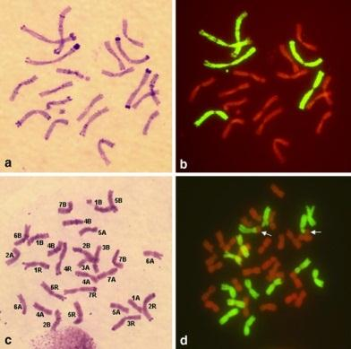 Genomic in situ hybridization (GISH) Fluorescenční označení