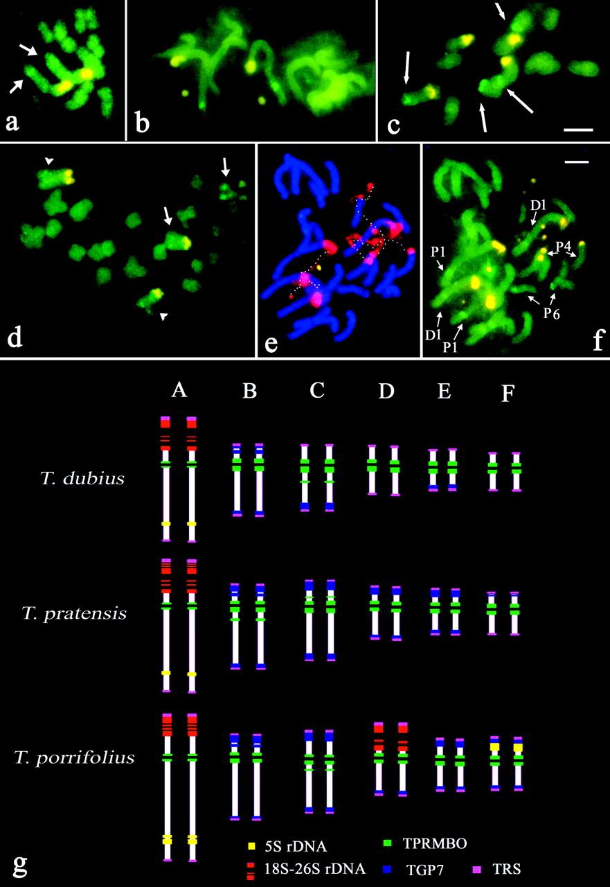 Molecular cytogenetic analysis of recently evolved Tragopogon (Asteraceae) allopolyploids reveal a karyotype that is additive of the diploid progenitors Pires et al. Am. J. Bot. July 2004 vol. 91 no.