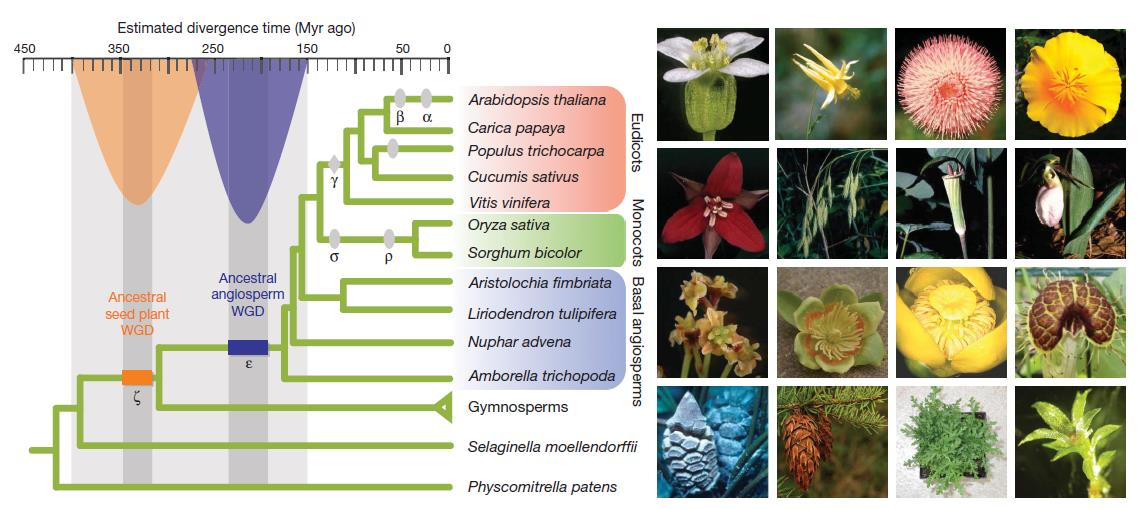 Ancestral polyploidy in seed plants and