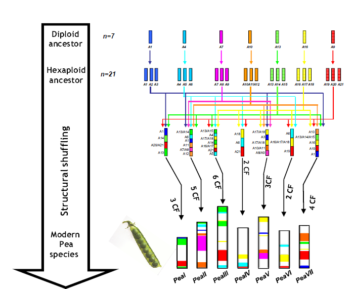 Ancestralní genom polyploidizace