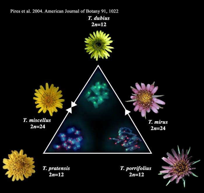 Diploidní druhy 2n = 2X = 12 evropské druhy zavlečené do Severní Ameriky T. dubius, T. pratensis, at.