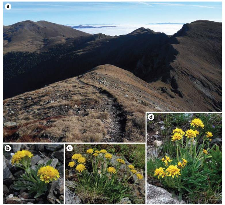 Senecio carniolicus odlišný mikrohabitat 2n otevřené, skalnaté 4n