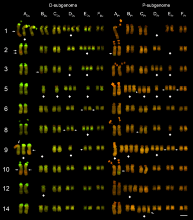 Mitotic karyotypes of 10 T. miscellus individuals from Oakesdale, WA. GISH was carried out with total genomic DNA probes of T. dubius (green) and T.
